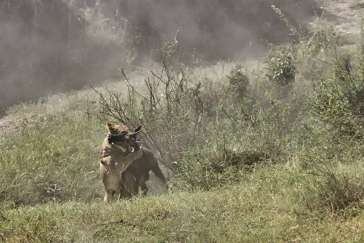 The panic aftermath 300mm | 1/1000th sec | f7.1 | ISO200 (heavily cropped)