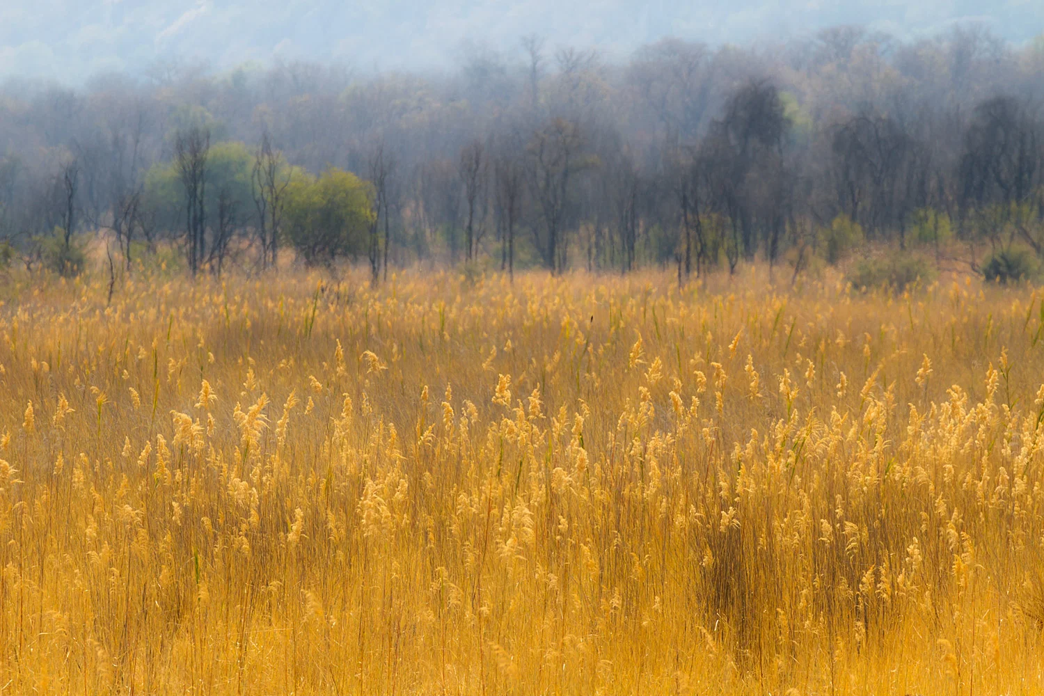 Matobo National Park | 300mm | 1/640th | f8.0 | ISO200