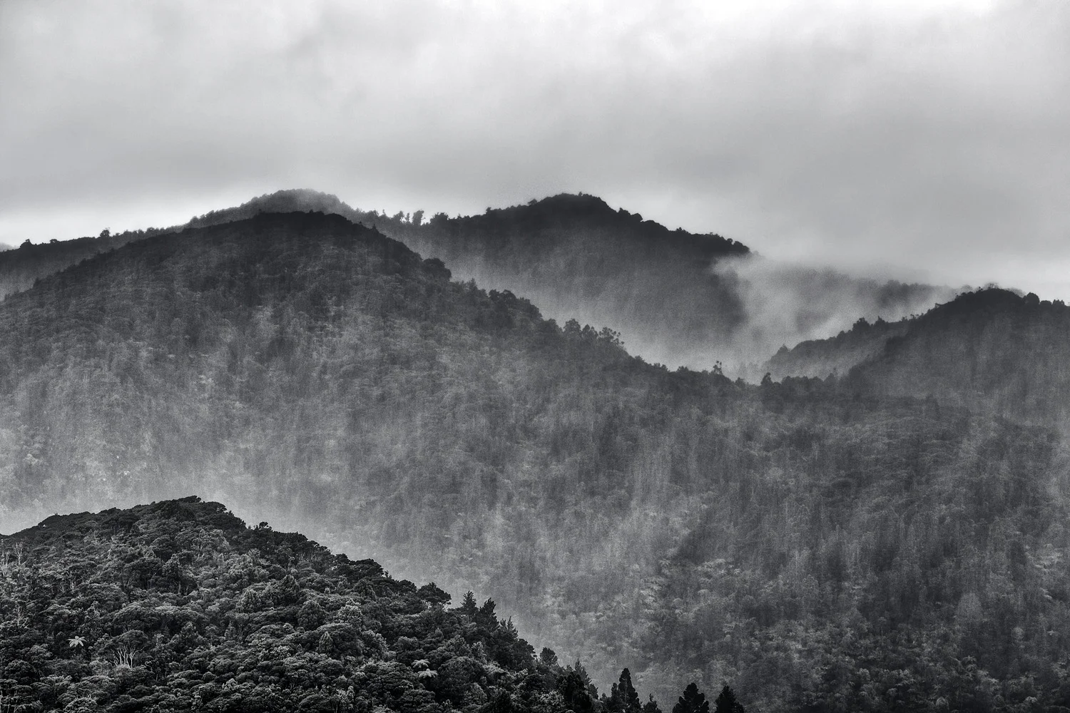 The Waitakere Ranges | 88mm | 1/80th | f8.0 | ISO100