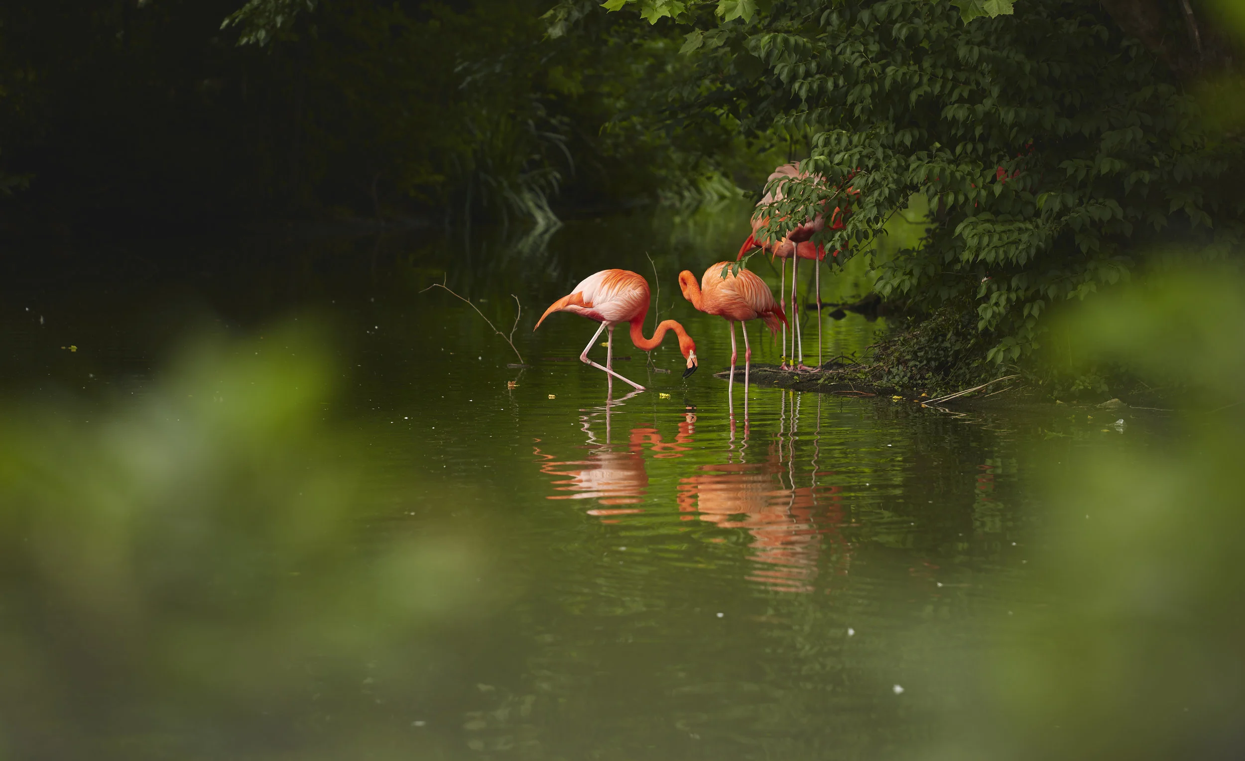 Zoo - BRphoto - 6I5A8761.jpg