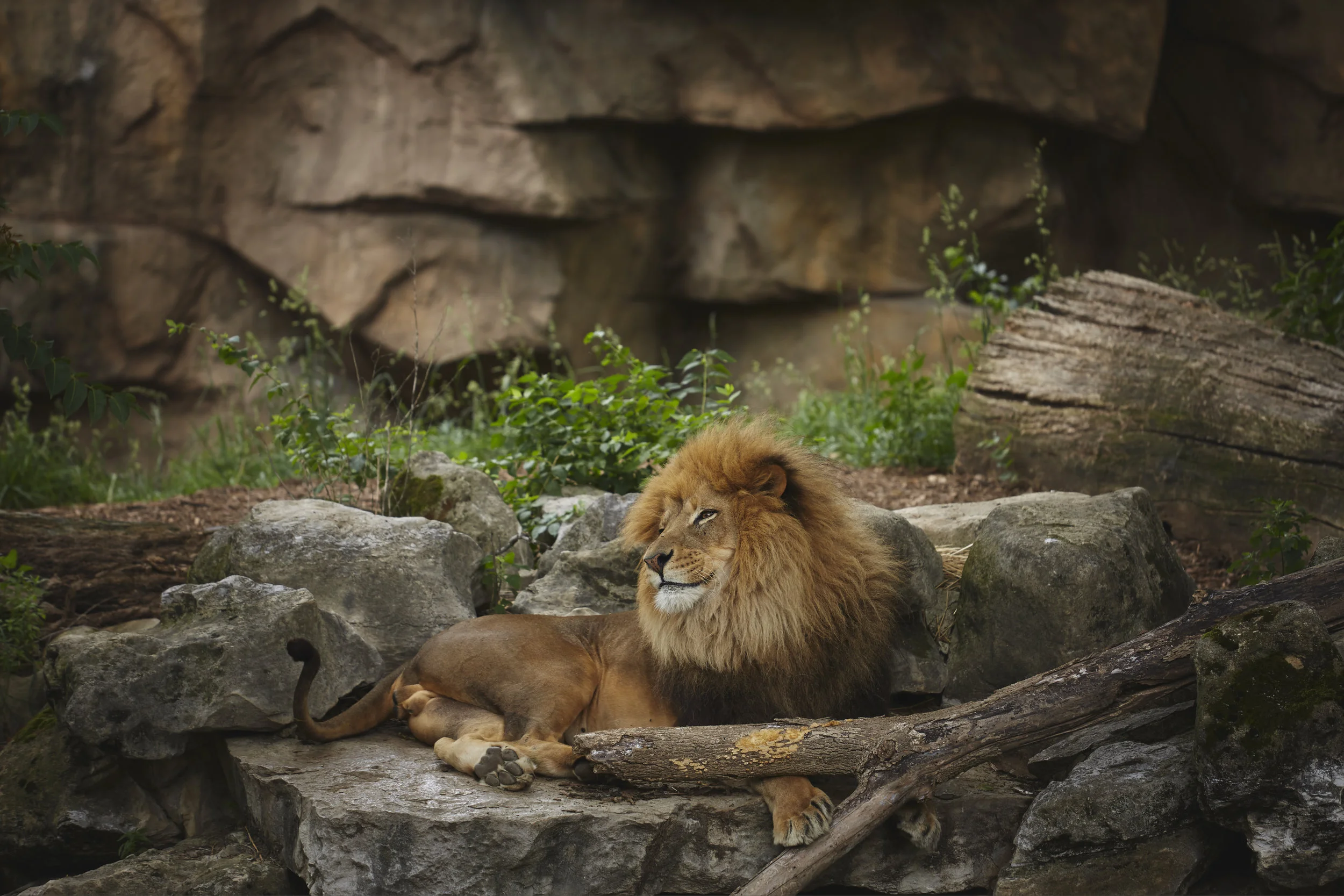 Zoo - BRphoto - 6I5A8834.jpg
