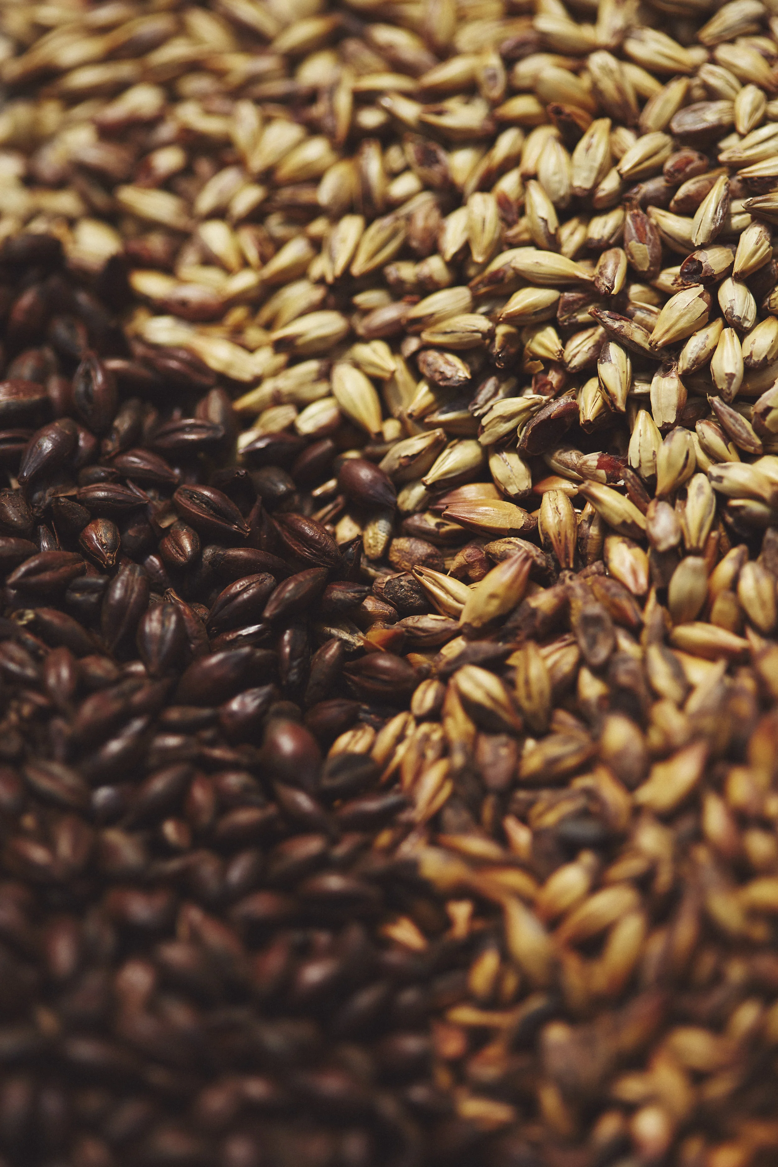 beer- benromangphoto - 6I5A9244.jpg