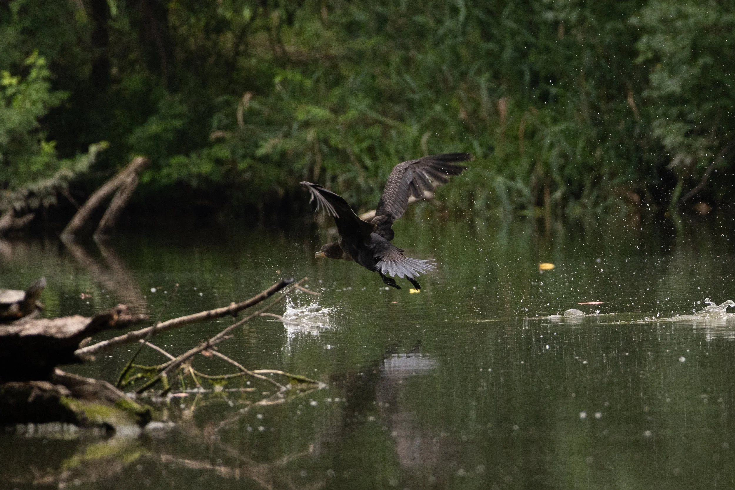 Cormoratns and egrets-18.jpg