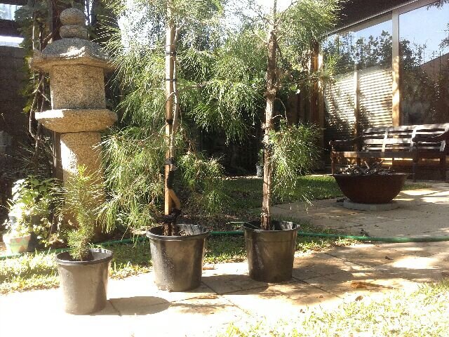 Lone Pine Trees. Left 3 year old. Middle and right 17 years old.