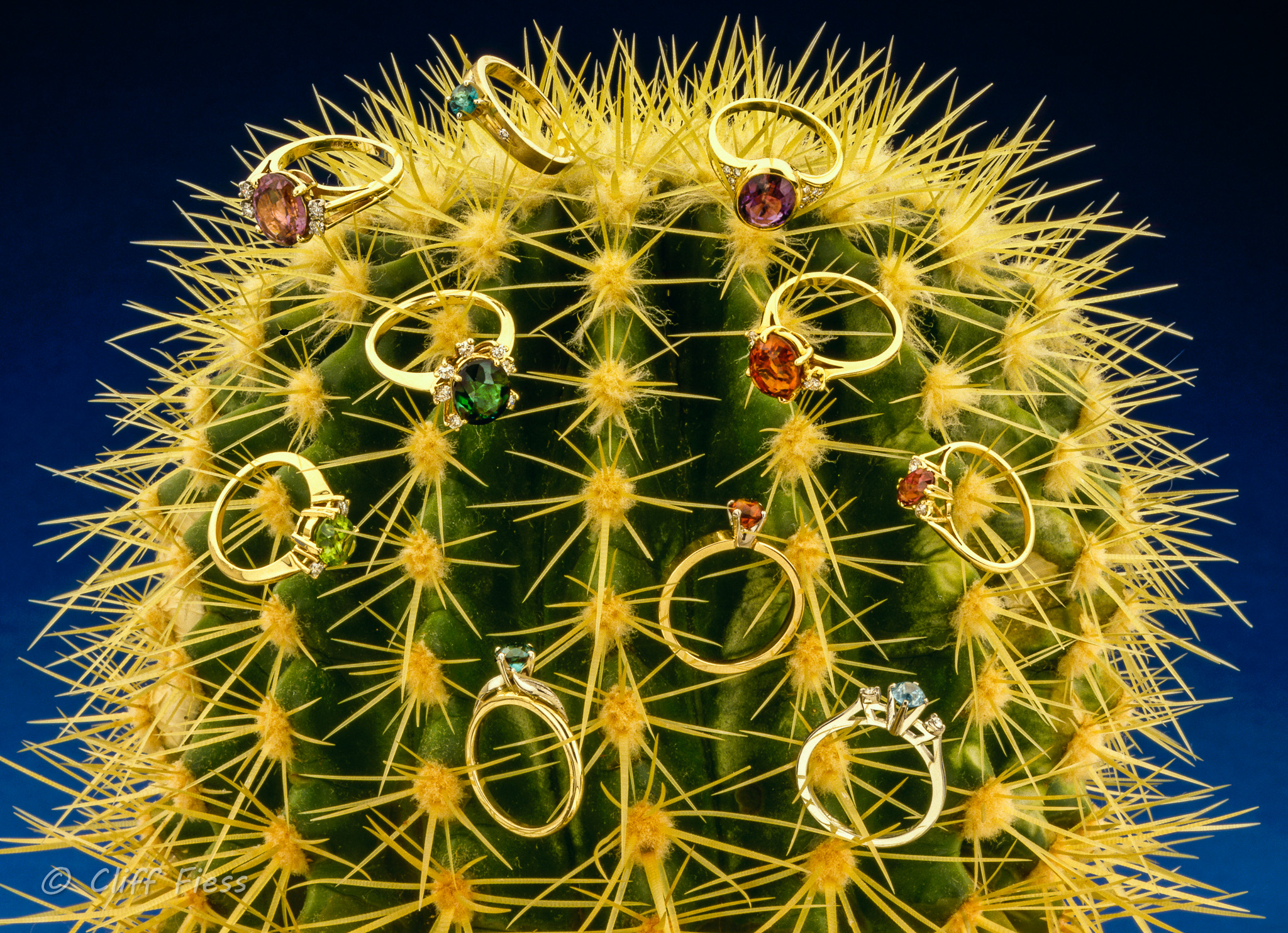 A cactus that apparently grows precious rings