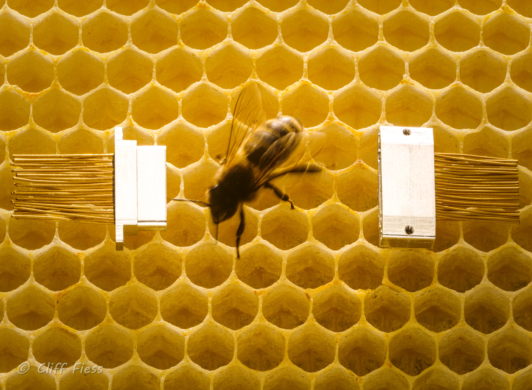 Bee with micro-connector