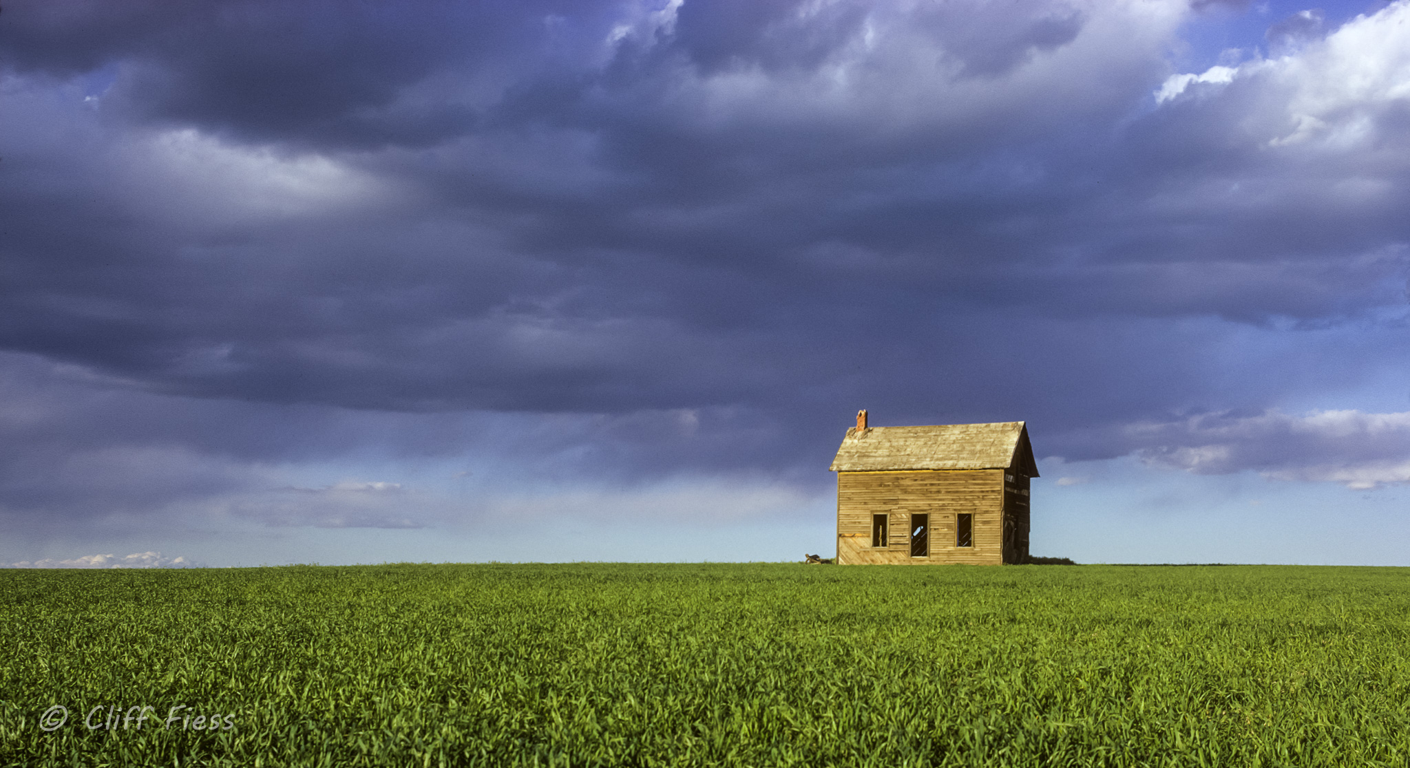 Abandoned house in a wheat field