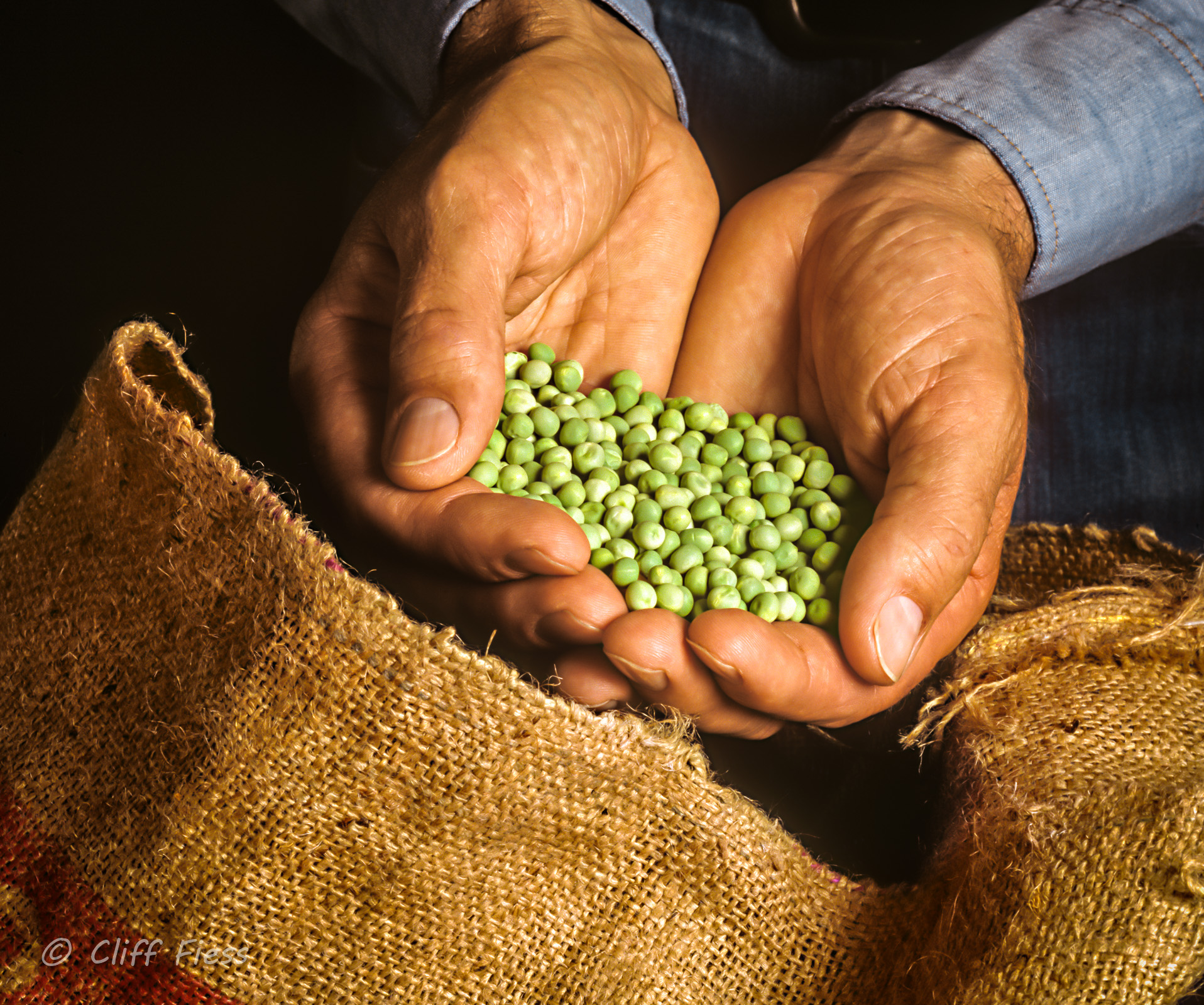 A-farmer-examining-some-peas.jpg