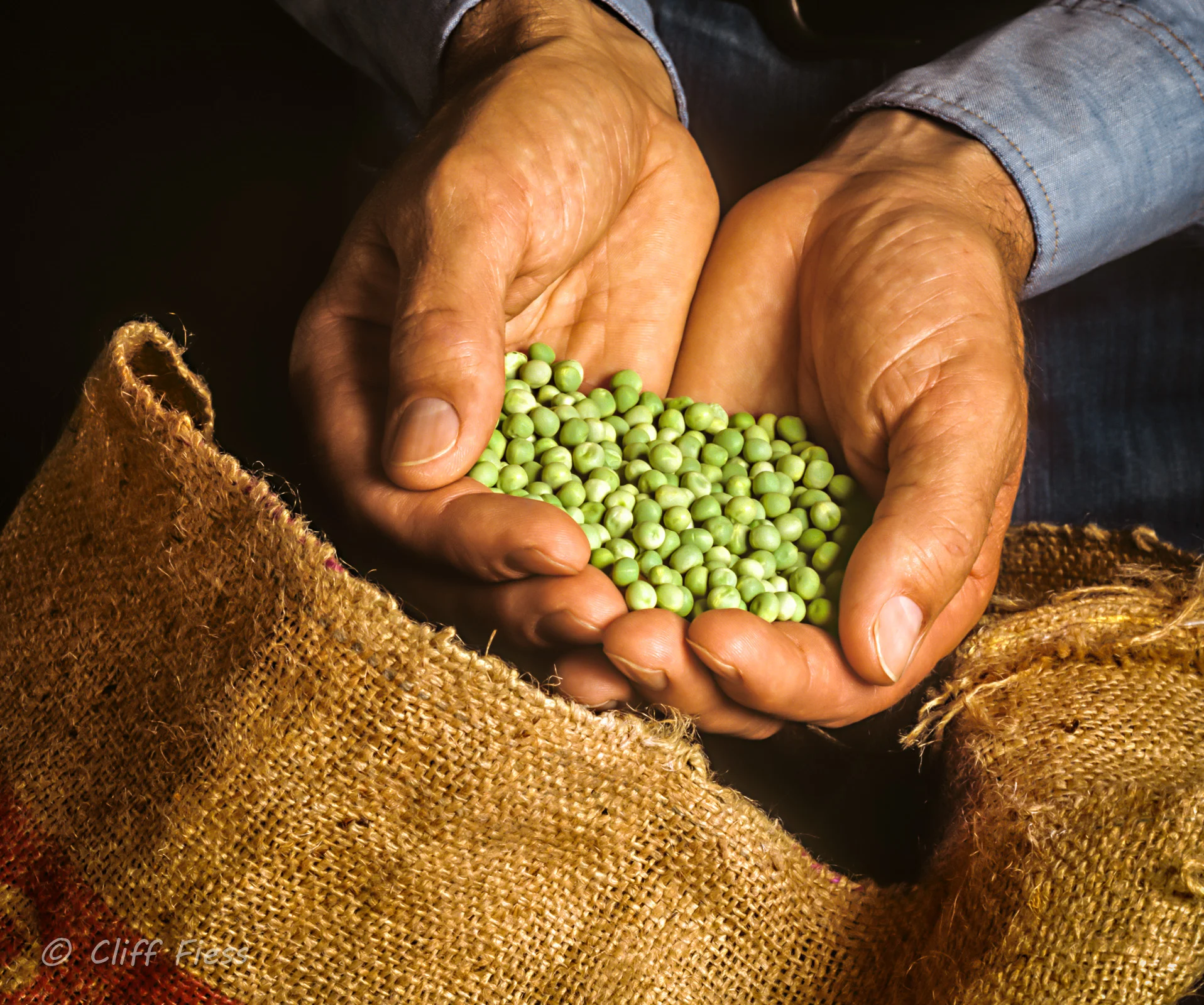A-farmer-examining-some-peas.jpg