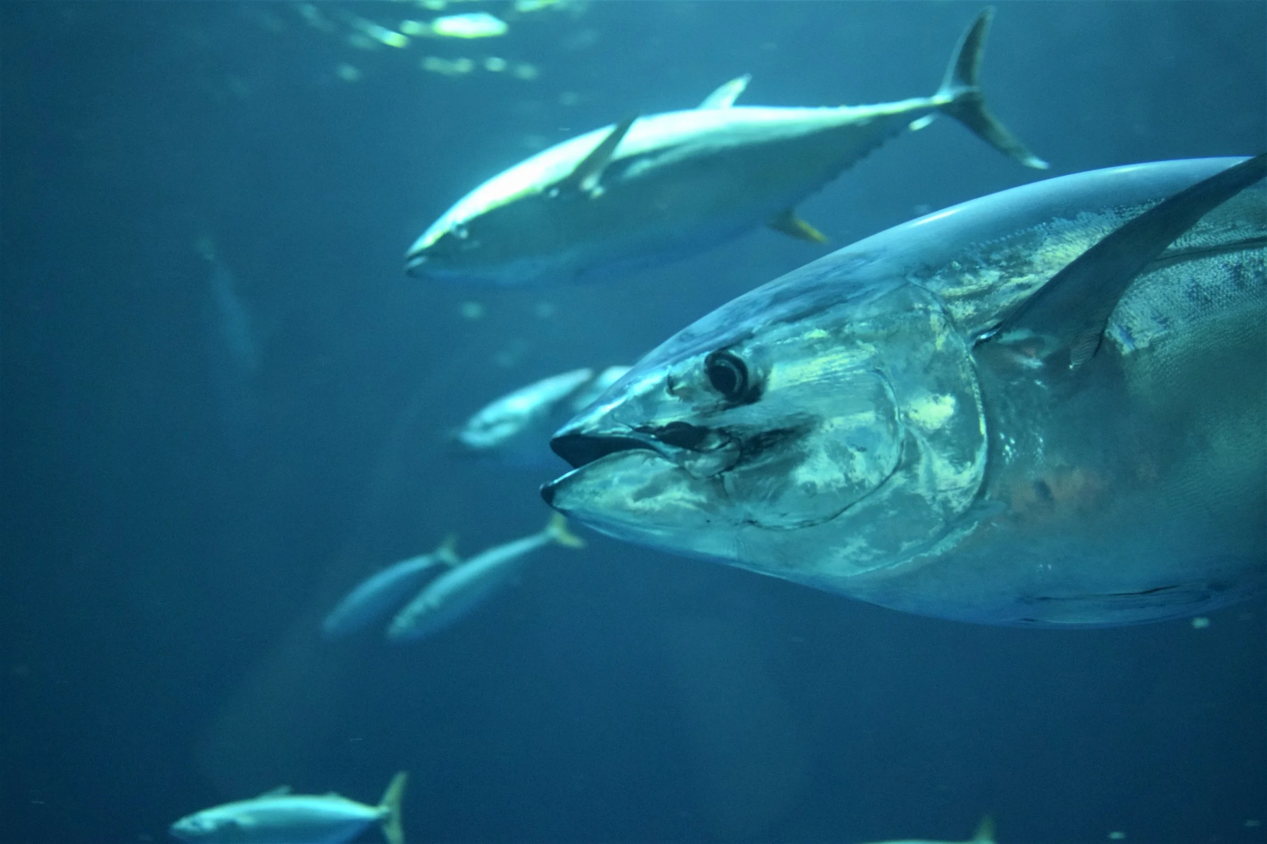 Overfishing (2 of 2): Threatened Fish of New England
