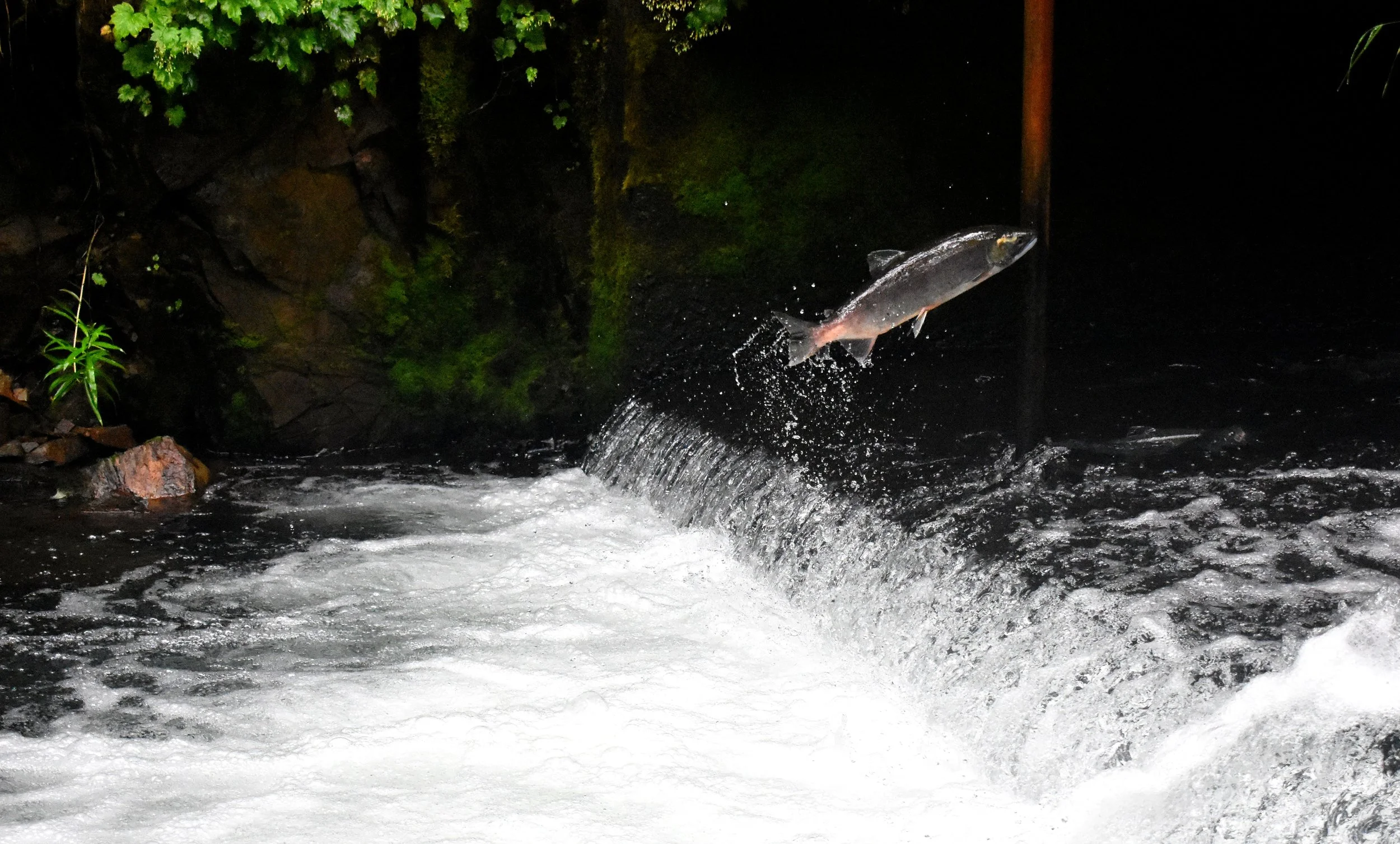 The Lifecycle of a Salmon