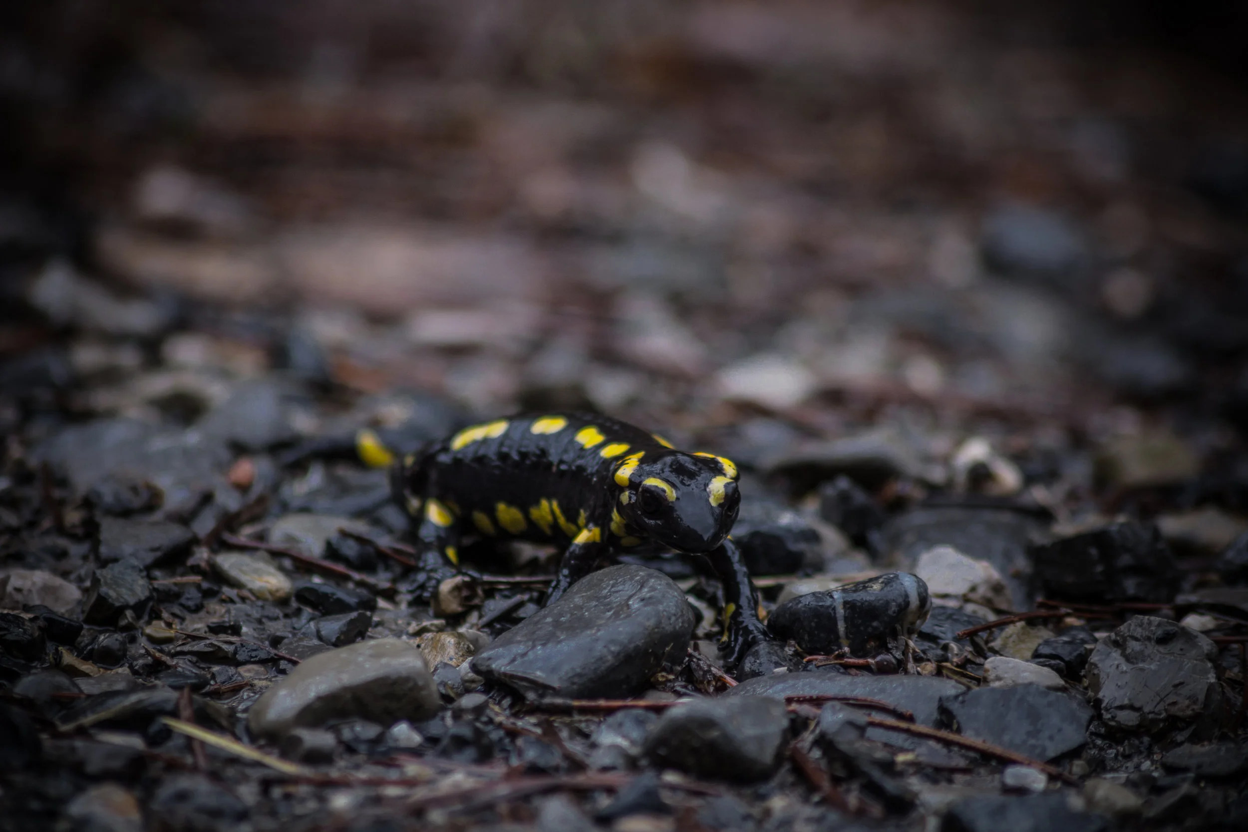 Vernal Pools of New England (1 of 3)
