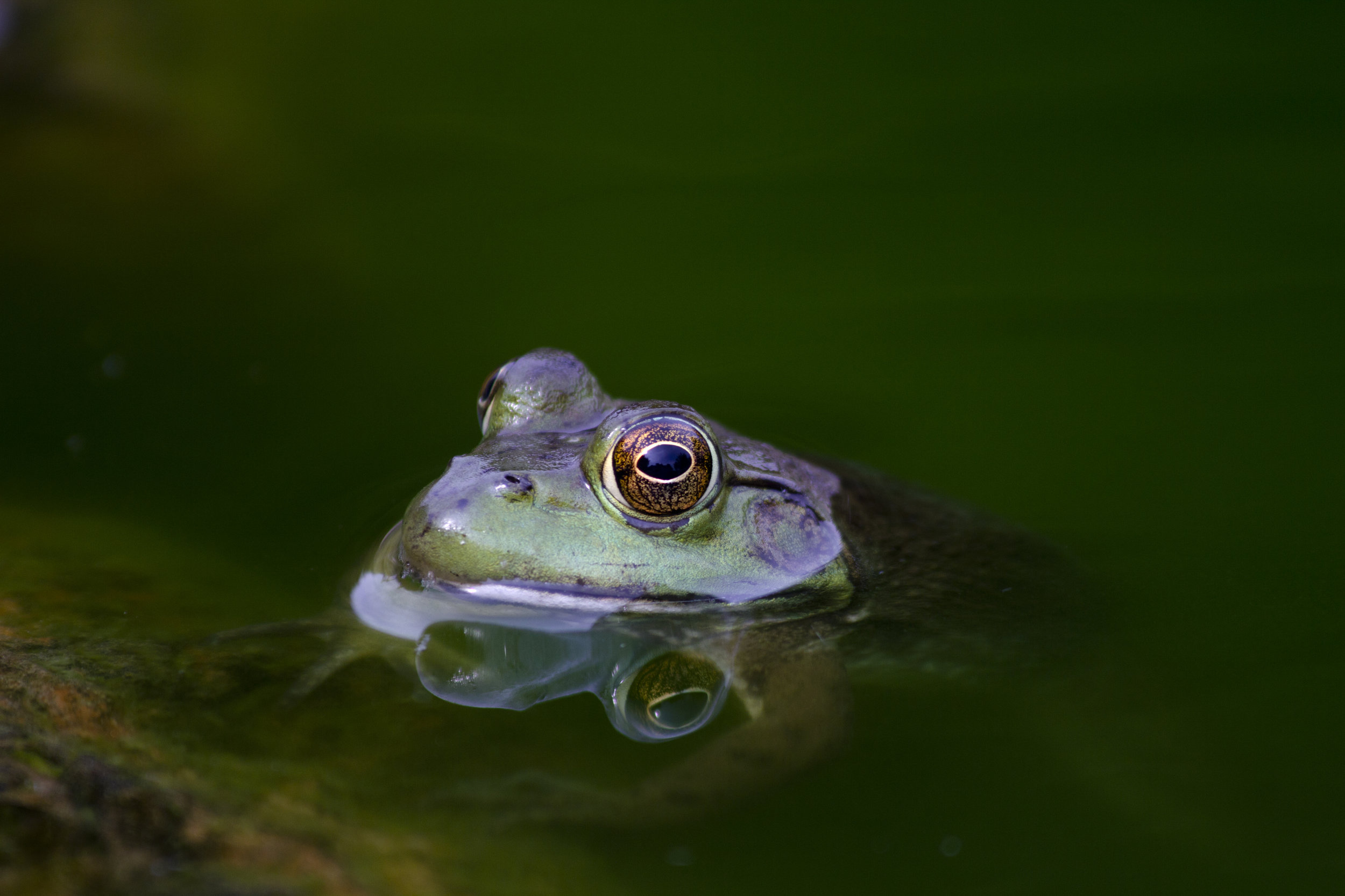 Vernal Pools of New England (2 of 3)