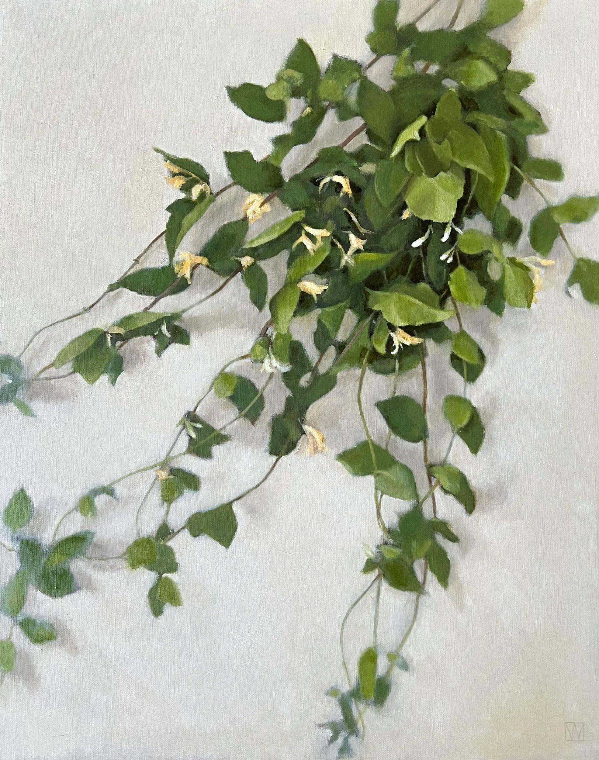 Honeysuckle Branches