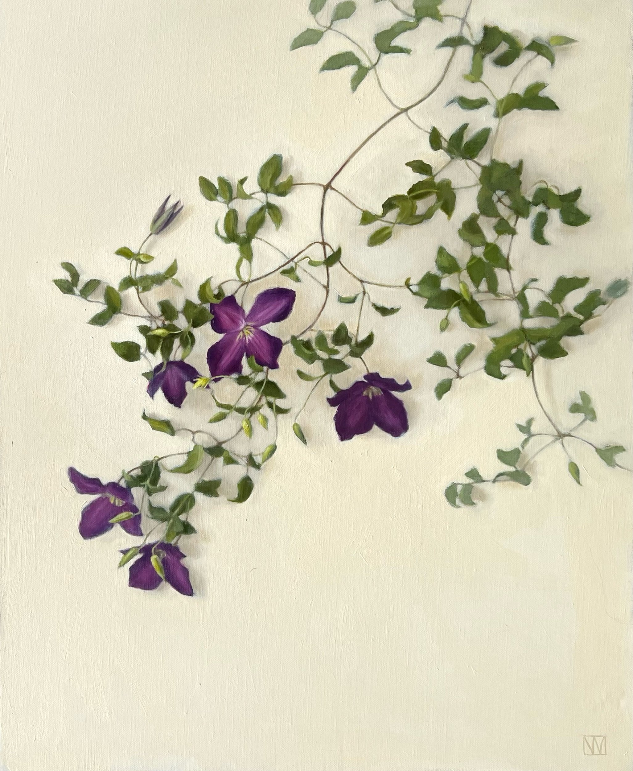 Clematis