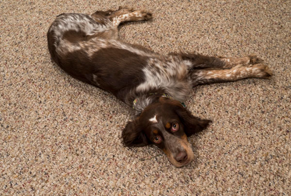 Their springer spaniel,
