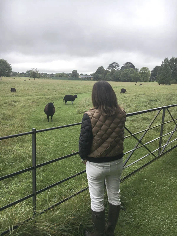 The Cotswolds is a wealthy region because of its sheep. The wool from the Cotswold sheep is so fine and soft, it is nicknamed the poor man's mohair. This breed, Welsh Black, inspired me to hum Baa Baa Black Sheep for two straight days.