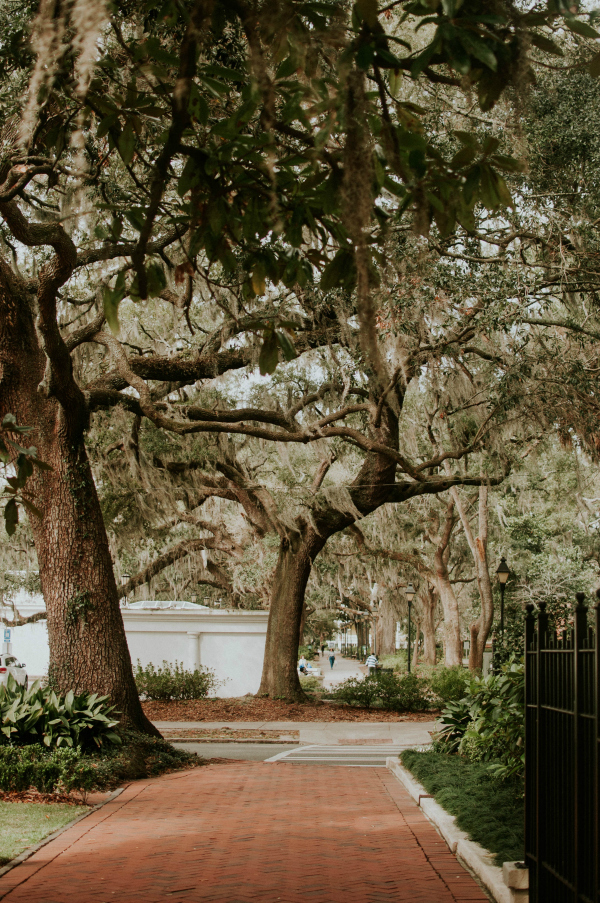 Oh, the Spanish moss, which even on a sunny day, trails from every branch like ghostly innards. It is not a parasitic plant, by the way. It grows on trees but does not take nutrients from its host nor does it set roots.