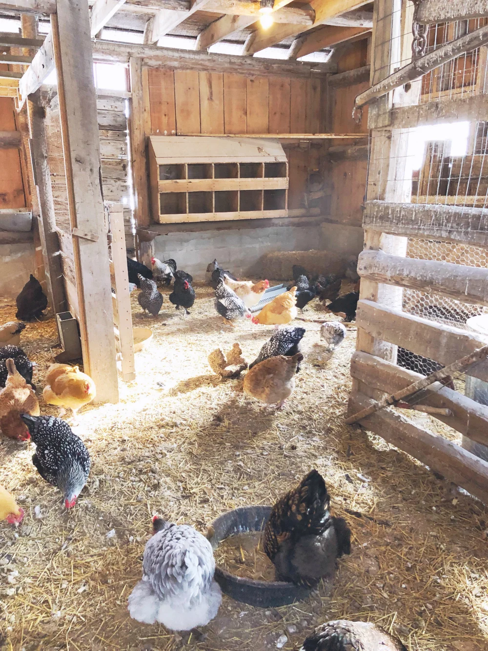 ChickenCoop_1000.jpg