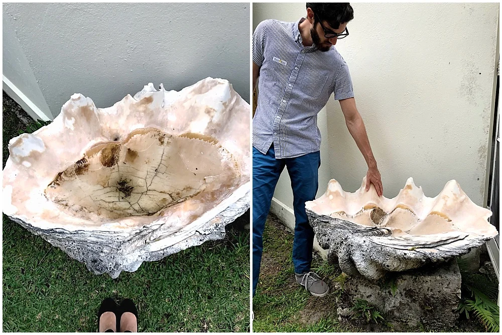 The Bartletts collected seashells from around the world. Often, guests gifted the Bartletts matching shells, which became incorporated in the Shell Museum and the walls of the loggia.