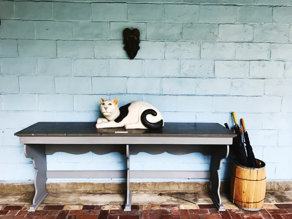 BonnetHouseCat_1000.jpg