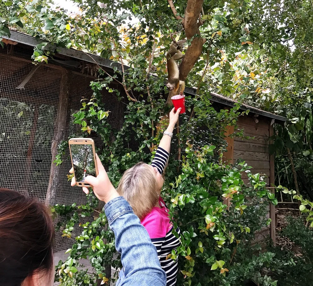 One of the wild monkeys still on the estate. Rumor has it that back in the 1990s, a night club in Fort Lauderdale with monkeys had to shut down. Somehow, all of those monkeys found their way to Bonnet House.