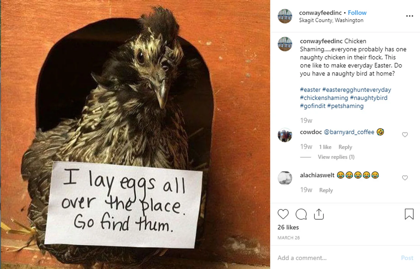 chicken-shaming-3.jpg