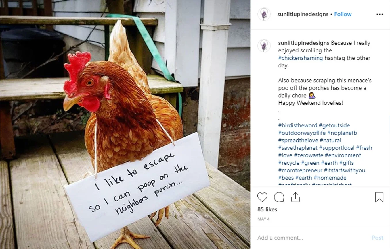 chicken-shaming-2.jpg