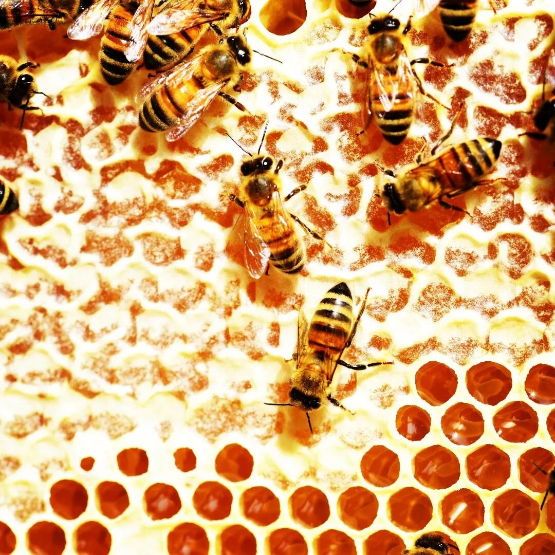 ~ New Podcast Episode ~
Frith Luton: Circumambulating the Centre - The Symbolism of the Bees, the Honey, and the Hive

This lecture explores the alchemical union of opposites through the symbolism of bees including love and war, sweetness and bittern