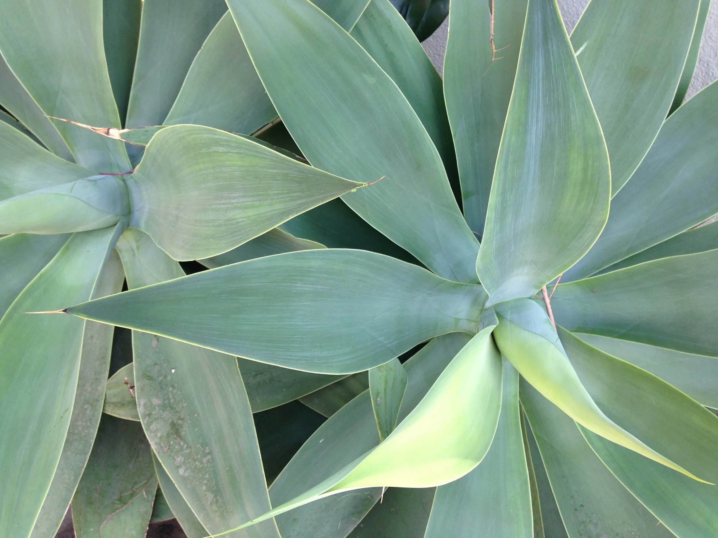 hannahgarvin-california-succulent.jpeg