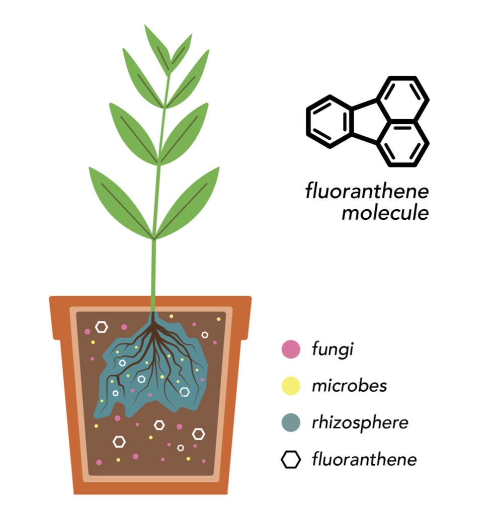 Fluoranthene Degradation