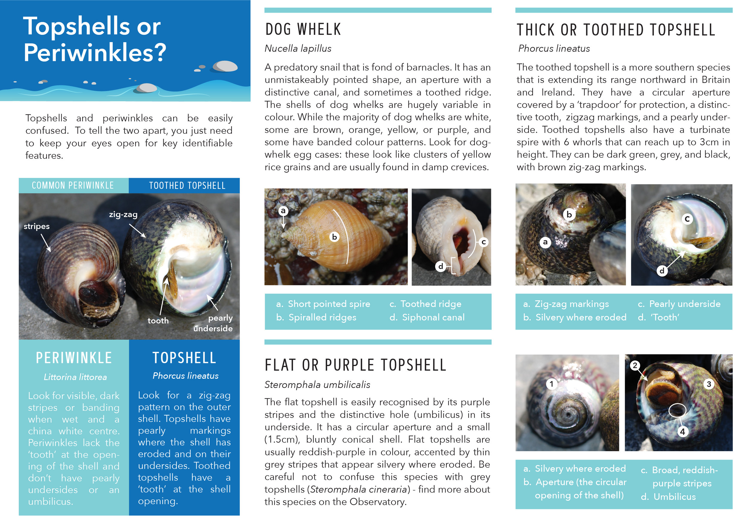 SeashoreSnail_IDGuide2.png