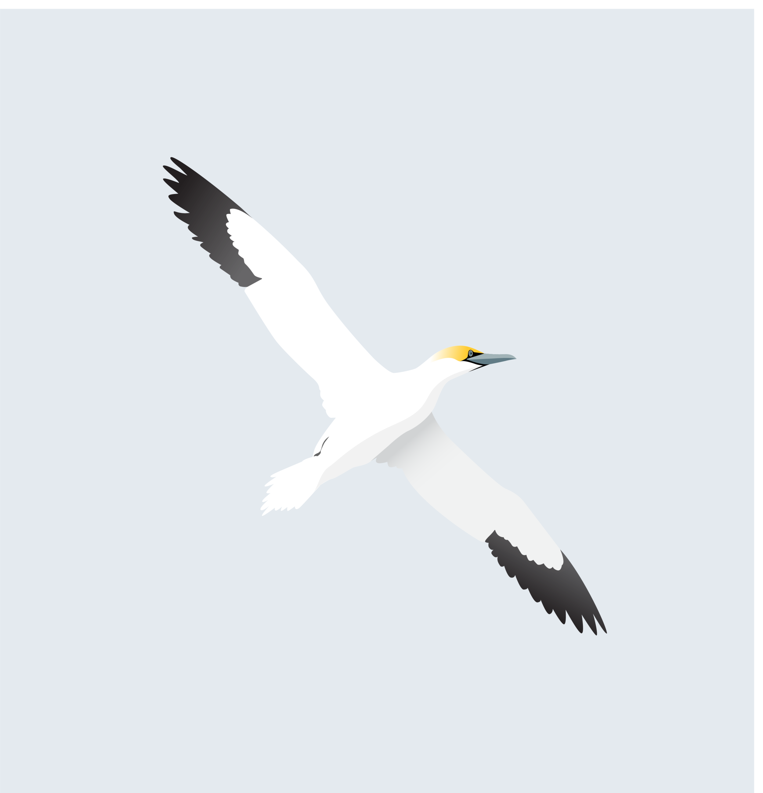 Gannet2.png