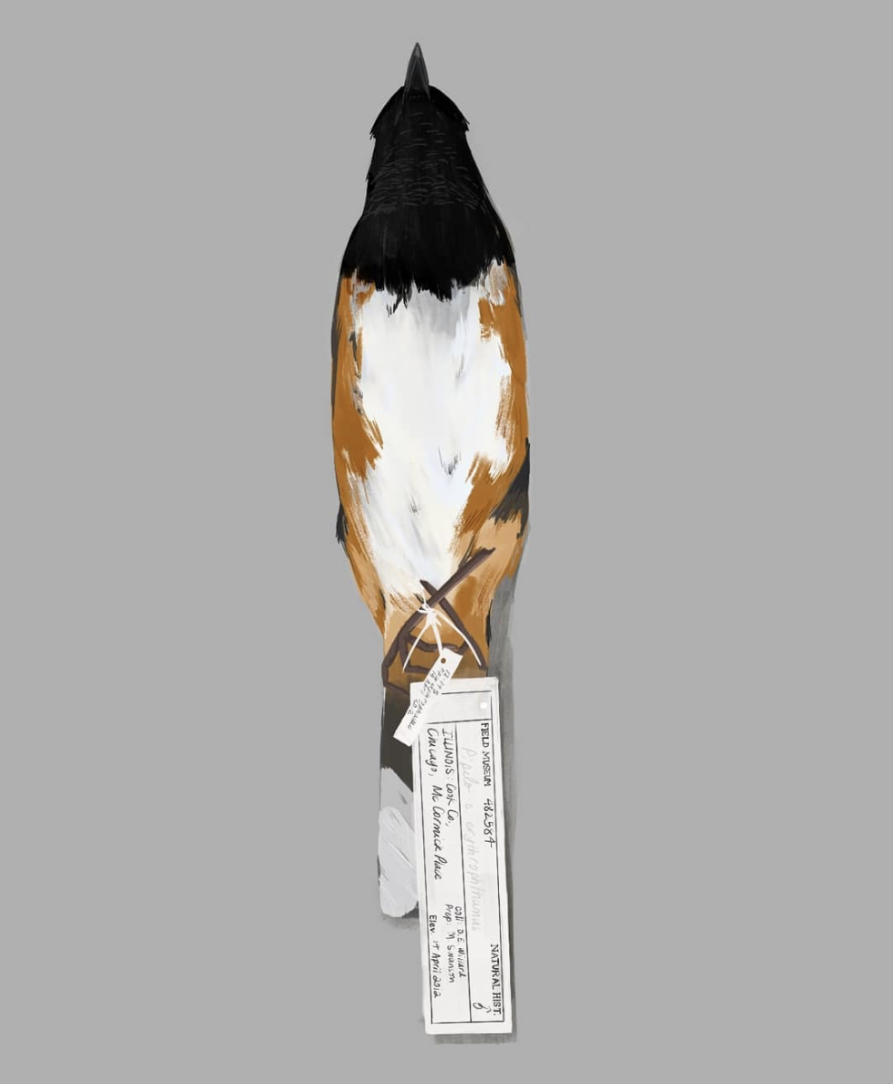 Towhee.png
