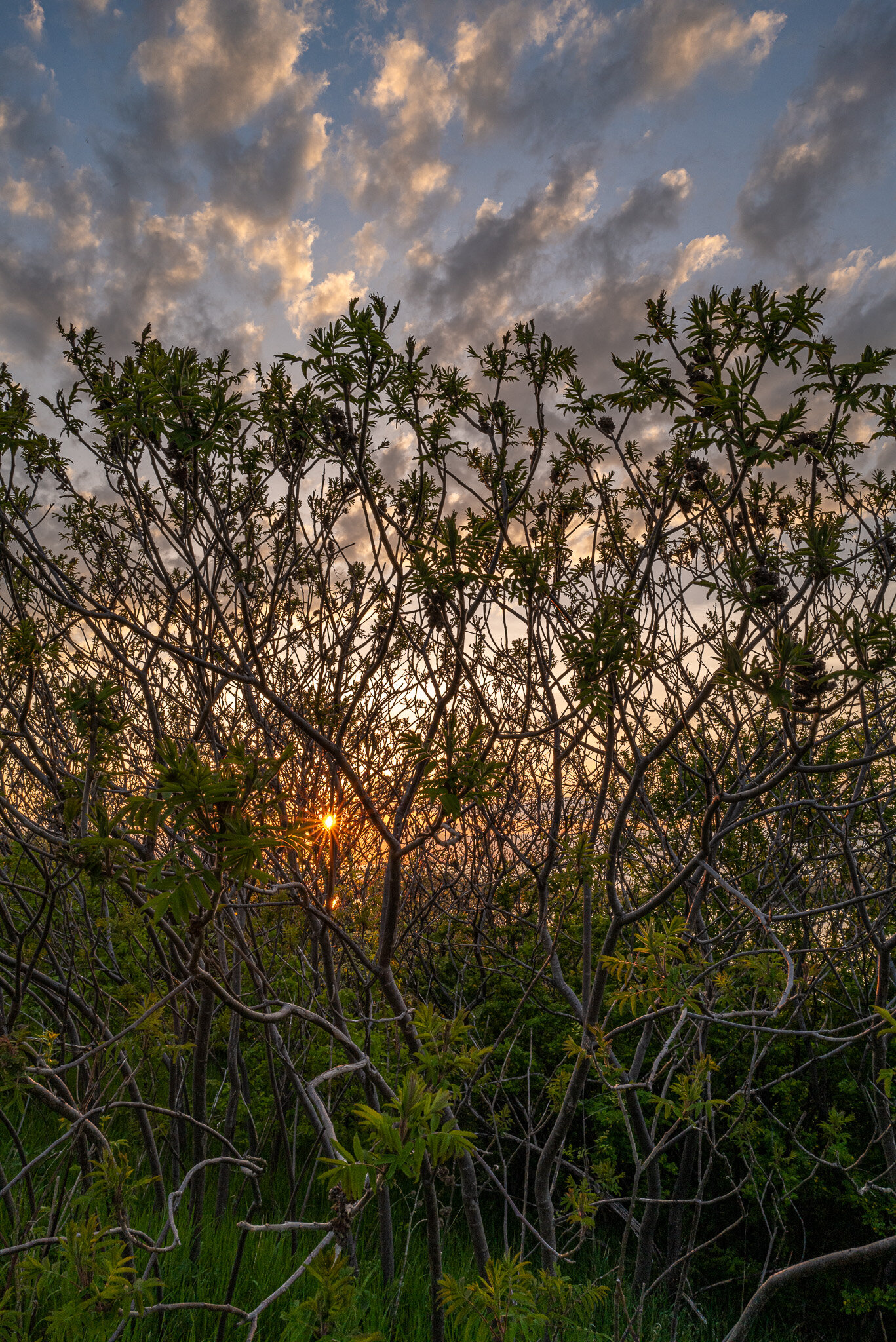 2021-05-18_LEICA Q2_morning_stroll_parc_des_rapides_L1000118.jpg