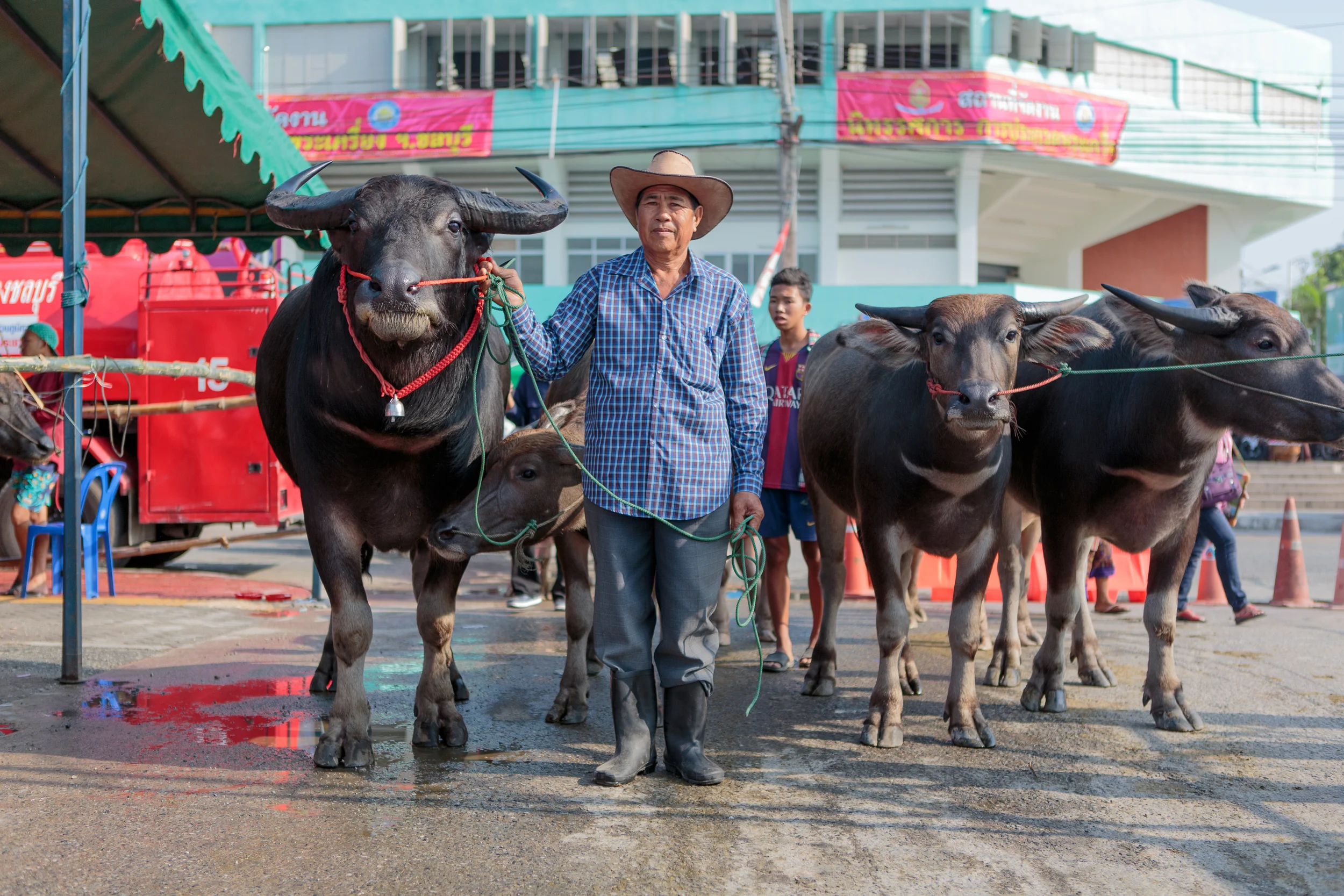 McNab_WaterBuffaloes.jpg