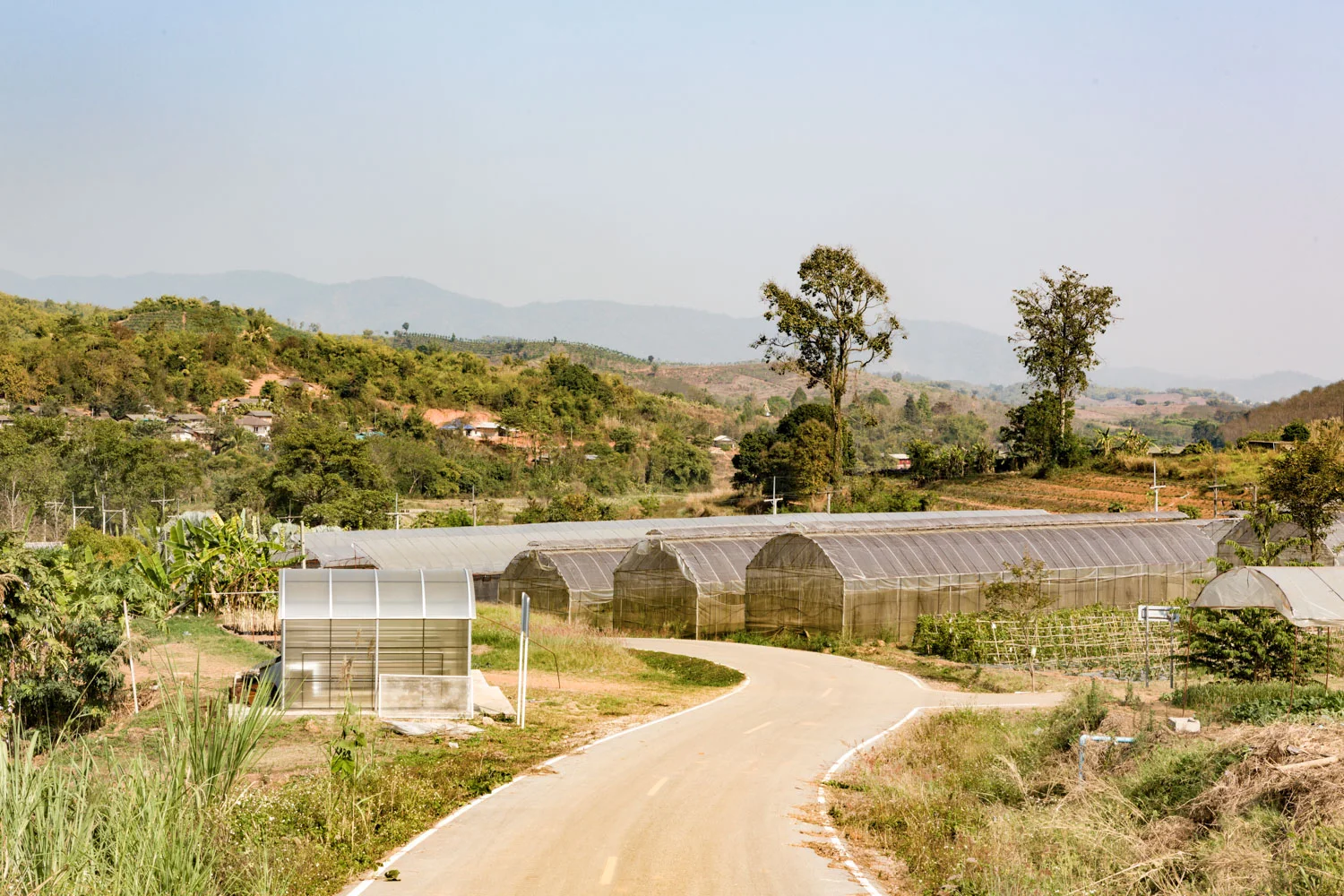 One of several sets of tidy greenhouses at Ban Doi SA Ngo. 