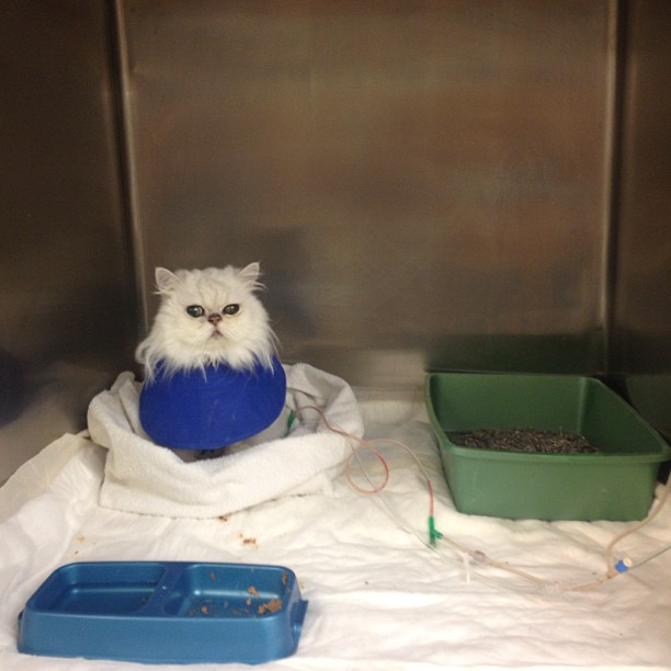 Poop in the hospital.