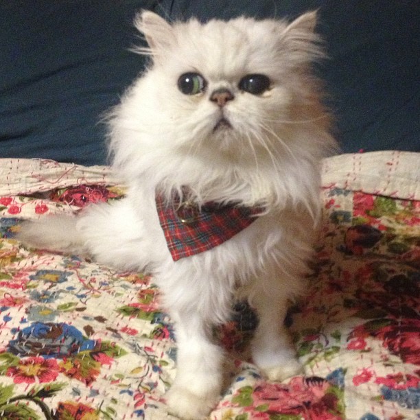 The most handsome cat in the world.