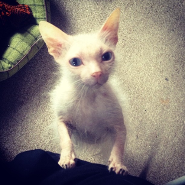 Priscilla!