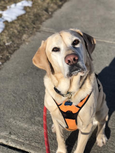 Love-Based Dog Walking, Albany, NY