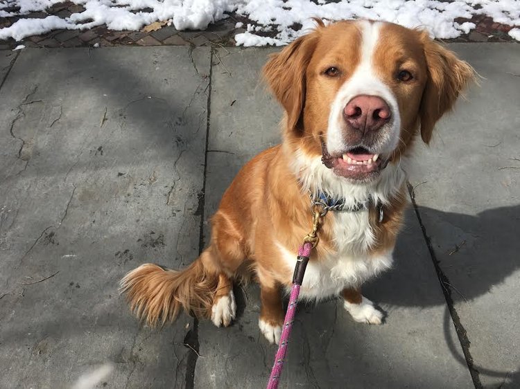 Love-Based Dog Walking - About Us, Albany, NY