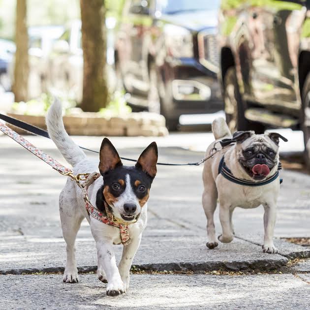 Love-Based Dog Walking, Albany, NY