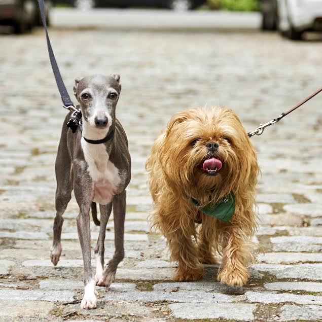 Love-Based Dog Walking, Albany, NY