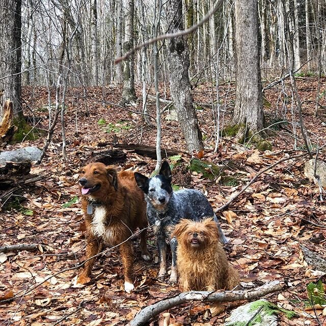 What a nice little taste of warm weather this weekend! Early was boarding with us this weekend and got to tag along on a hike with Grace and Henry! We&rsquo;re lucky enough to live on 101 acres at the base of the Adirondacks so there&rsquo;s lots of 