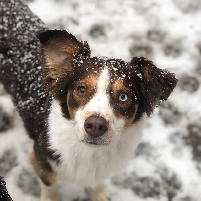 It&rsquo;s a good day to be a dog here at daycare with us at HLB! ❄️