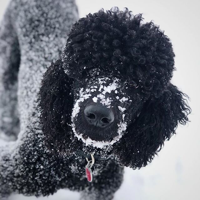 Don&rsquo;t worry - we&rsquo;ll be right here all winter long for all your snowy dog content needs! #snowdogpicsfordays #welikebeingoutsidewithyourdog