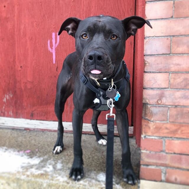 If good boy Burgess and his little blep isn&rsquo;t the best way to start your Monday than I just don&rsquo;t know what to tell you.