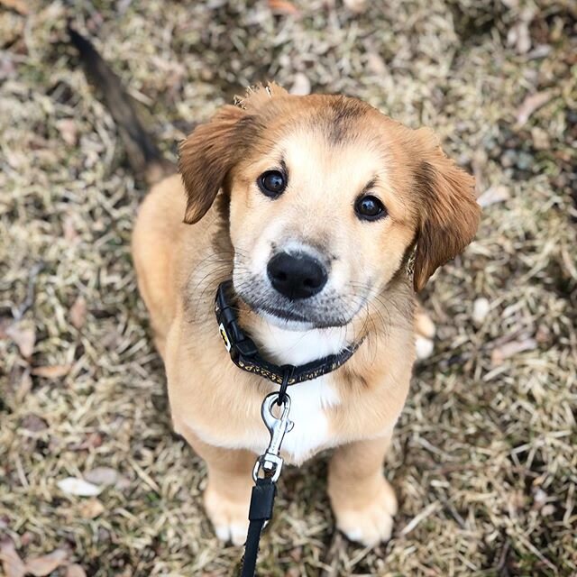 Welcome to the HLB crew, Jax!! This tiny baby is getting a head start on being the best boy he can with our Puppy Program! We are so excited to spend time with this little nugget!