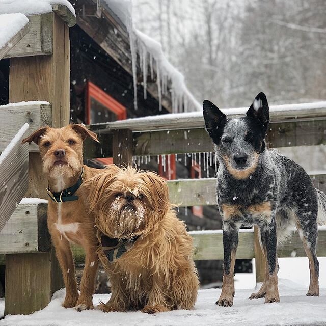 One heck of a solid squad. Cooper, Henry + Grace after a little morning hike! #adkdogclub #dogboarding